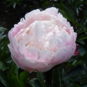 Picture of Peony Gardenia