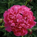 Picture of Peony Kansas