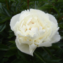 Picture of Peony Kelways Glorious
