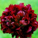 Picture of Peony Orlando Roberts