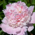 Picture of Peony Petticoat Flounce