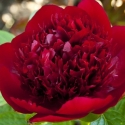 Picture of Peony Red Charm