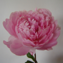 Picture of Peony Sarah Bernhardt Tuber