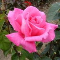 Picture of Perfume Delight-Rose