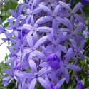 Picture of Petrea Volubilis