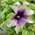 Picture of Petunia Amazonas Plum Cockatoo