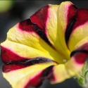 Picture of Petunia Amore Fiesta