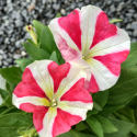 Picture of Petunia Amore King of Hearts