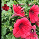 Picture of Petunia Hot Rod Red