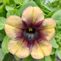 Picture of Petunia Shadow Dancer