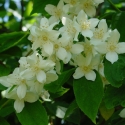 Picture of Philadelphus Coronarius