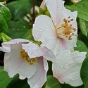 Picture of Philadelphus Sybille