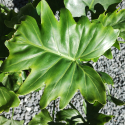 Picture of Philodendron Shangri-La