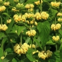 Picture of Phlomis Russeliana