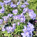 Picture of Phlox Blue Ridge