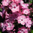 Picture of Phlox Volcano Pink White Eye
