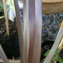 Picture of Phormium Black Rage