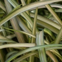 Picture of Phormium Blondie