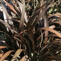 Picture of Phormium C Purpurea