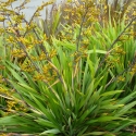 Picture of Phormium Cookianum