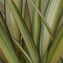 Picture of Phormium Cream Delight