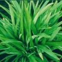 Picture of Phormium Emerald Green
