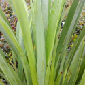 Picture of Phormium Green Dwarf 10 Pack