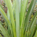 Picture of Phormium Green Dwarf