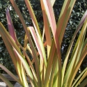 Picture of Phormium Jester