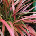 Picture of Phormium Pixie