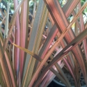 Picture of Phormium Rainbow Maiden