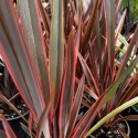 Picture of Phormium Rainbow Queen