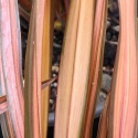 Picture of Phormium Rainbow Sunrise