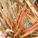 Picture of Phormium Red Fingers