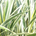 Picture of Phormium Spearmint