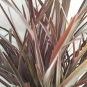 Picture of Phormium Spikey