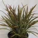 Phormium Stripy Mist Picture of Phormium Stripy Mist