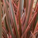 Picture of Phormium Sundowner