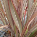 Picture of Phormium Surfer Bronze