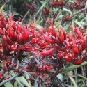 Picture of Phormium Tenax  Harakeke