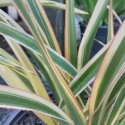 Picture of Phormium Tricolour
