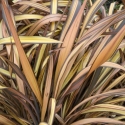 Picture of Phormium Veneer