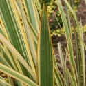 Picture of Phormium Waitara Gold