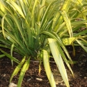 Picture of Phormium Yellow Wave