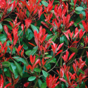 Picture of Photinia Red Blaze