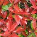 Picture of Photinia Red Robin Std