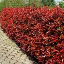 Picture of Photinia Supa Red