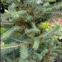 Picture of Picea Abies