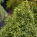 Picture of Picea Glauca Conica