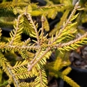 Picture of Picea Skylands